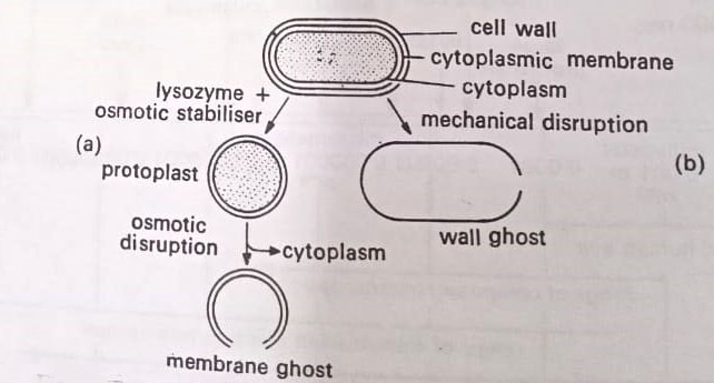 BSc 2nd Year Structure of Microorganisms in Microbiology Notes Study Material